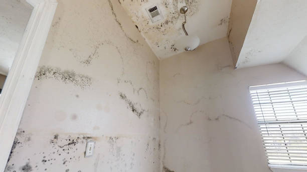 Best HVAC Mold Inspection and Cleaning  in Milford, UT