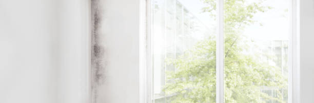 Best Emergency Mold Remediation  in Milford, UT