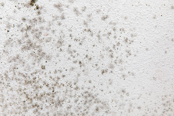 Best Basement Mold Removal  in Milford, UT