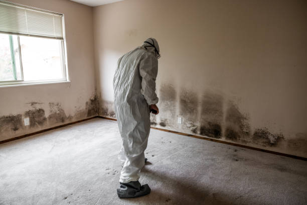 Professional Mold Removal in Milford, UT