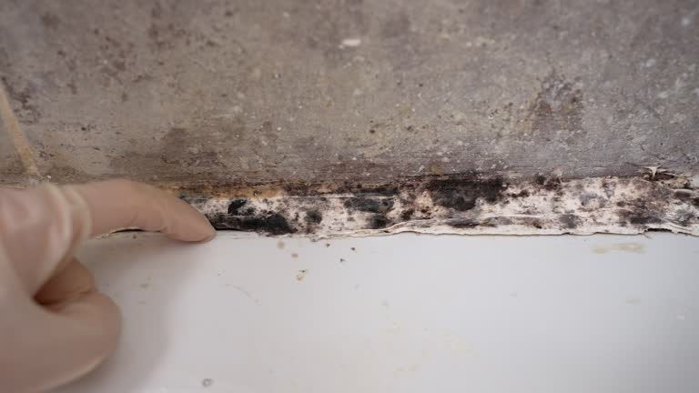 Best Air Quality Testing for Mold Spores  in Milford, UT
