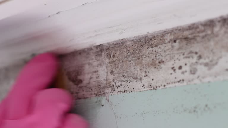 Best Attic Mold Removal  in Milford, UT